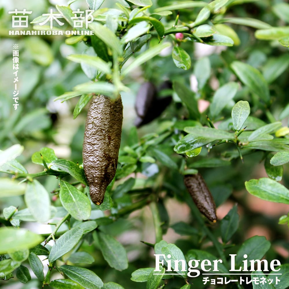 楽天市場】フィンガーライム 苗 【チョコレートレモネット】 果皮