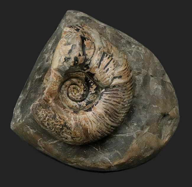 立派！堂々たる風格が備わった北海道産のアンモナイト（Ammonite）の母