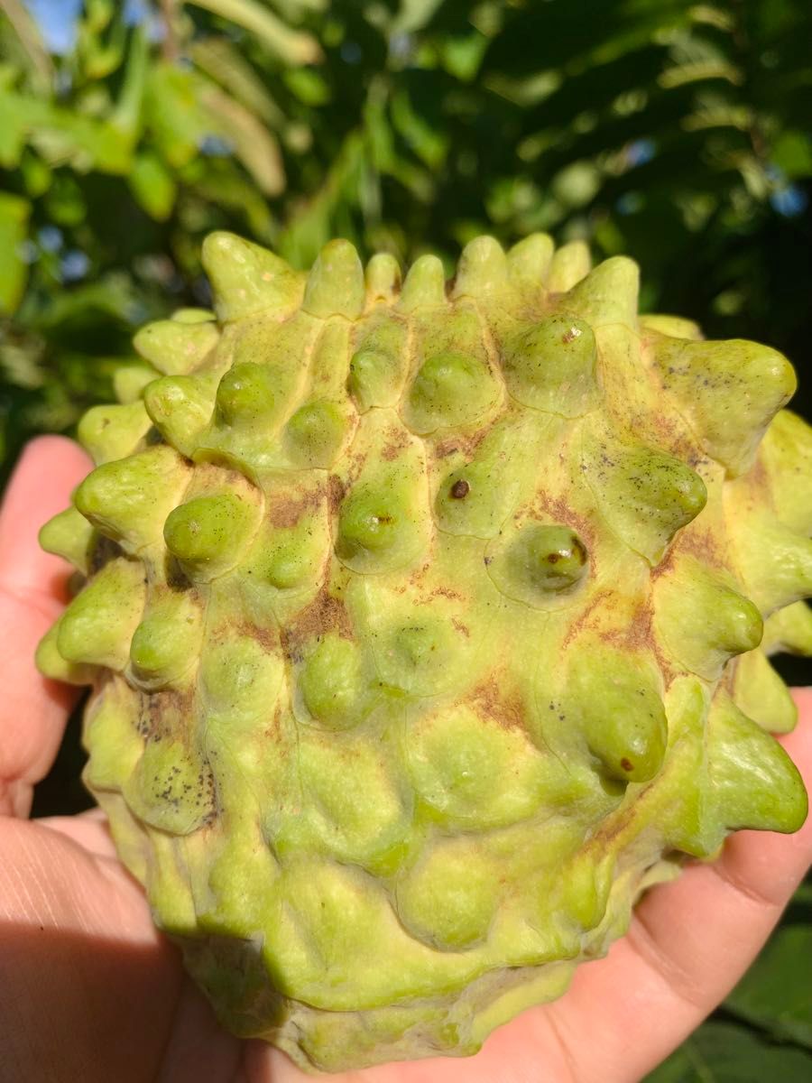 超希少 特大 レンブ取木苗木 台湾白玉蓮霧｜Yahoo!フリマ（旧PayPay