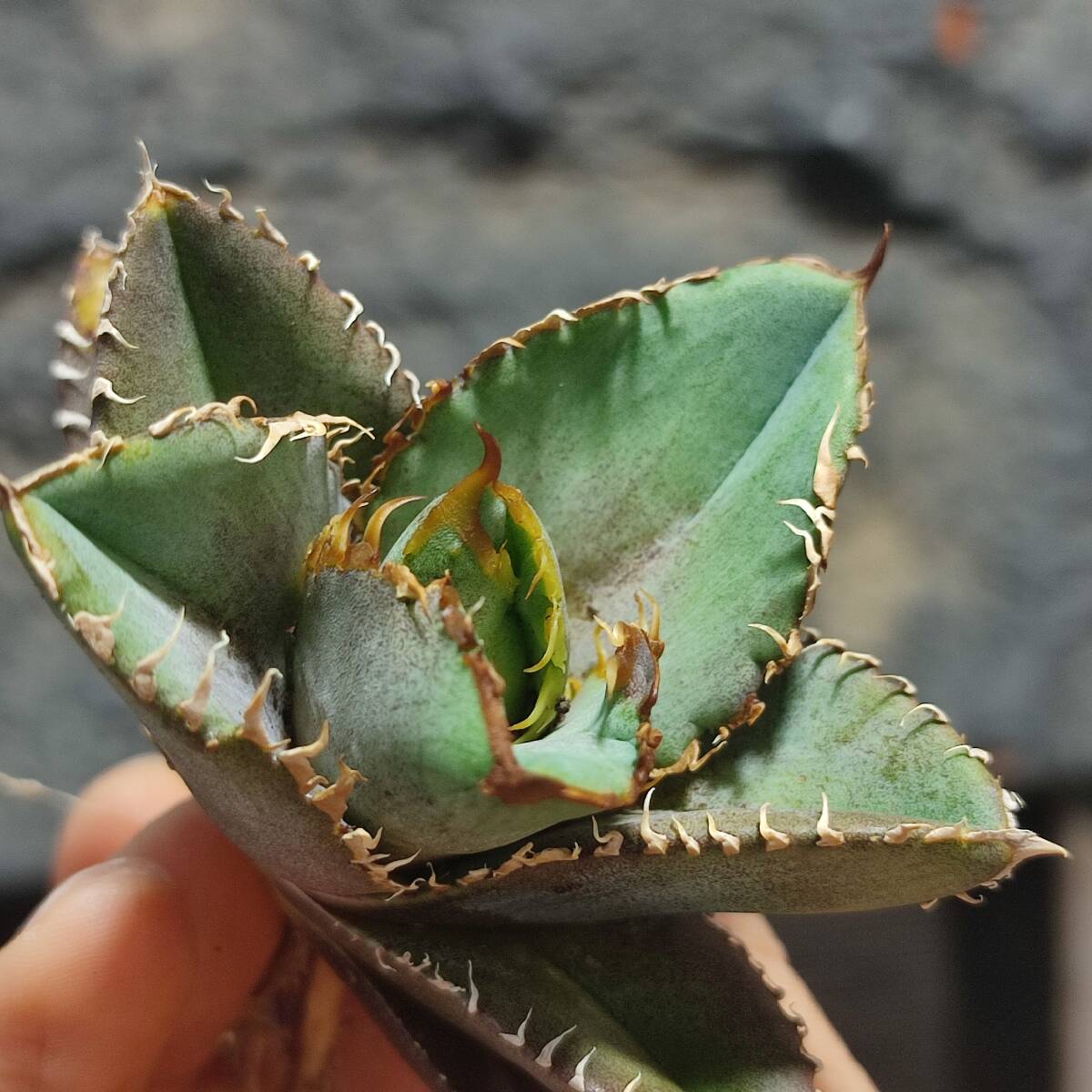 Yahoo!オークション -「巨歯鯊」(花、園芸) の落札相場・落札価格