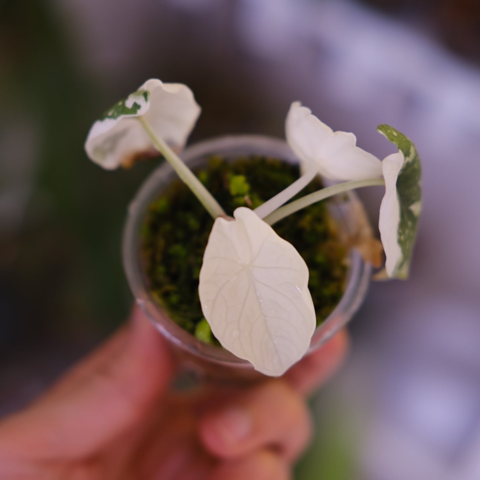 アロカシア メロ アルボ│Alocasia melo 'Albo' Var.⑤│観葉植物