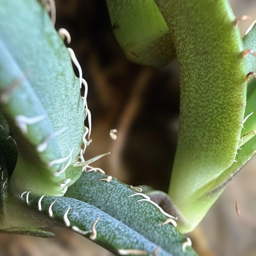 Z 6株セット アガベ 青葉 オテロイ実生 選抜 チタノタ オアハカ - メルカリ