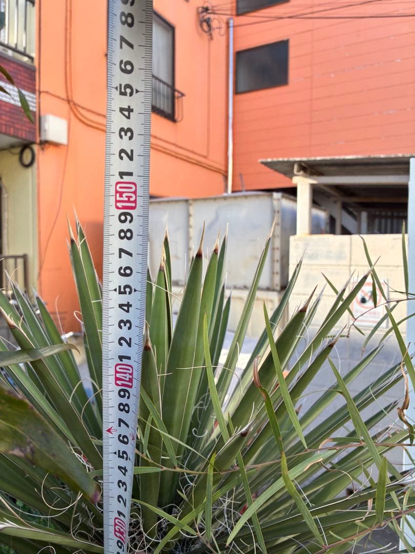 【直接取引限定】 ユッカ・フィリフェラ　子株付き　ドライ系