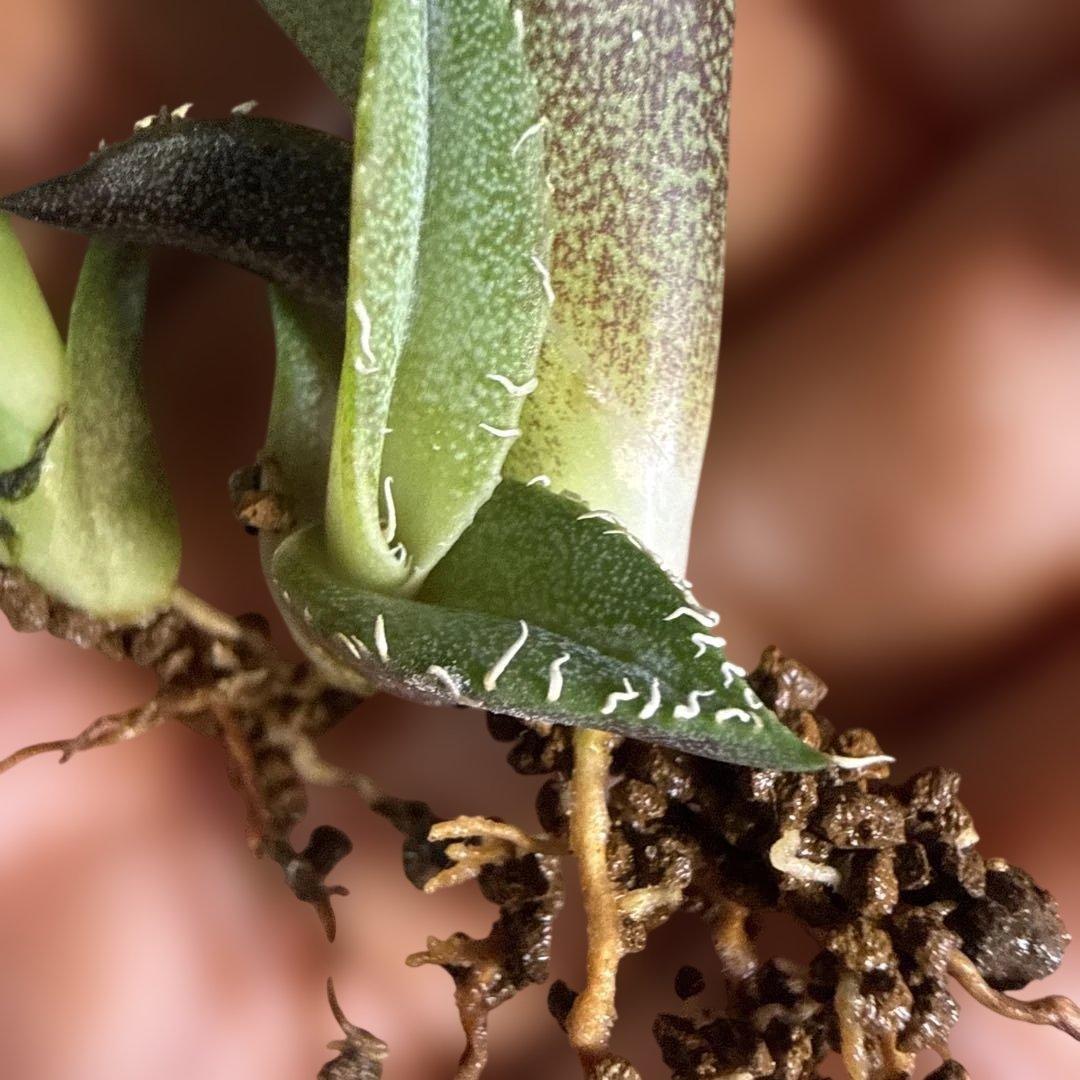 Y 3株セット アガベ 青葉 オテロイ実生 選抜 チタノタ オアハカ - メルカリ